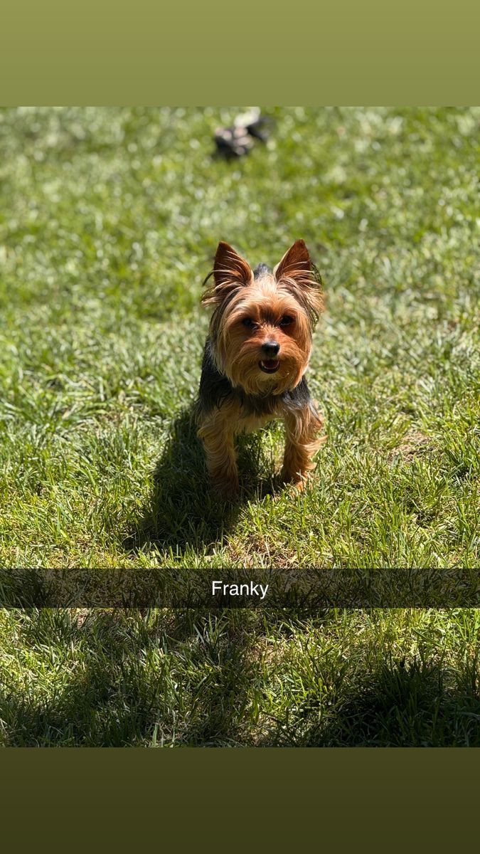 5 Lbs Yorkie Studs litter mates