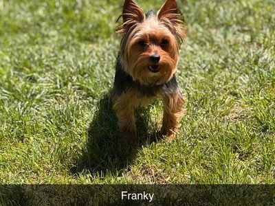 5 Lbs Yorkie Studs litter mates