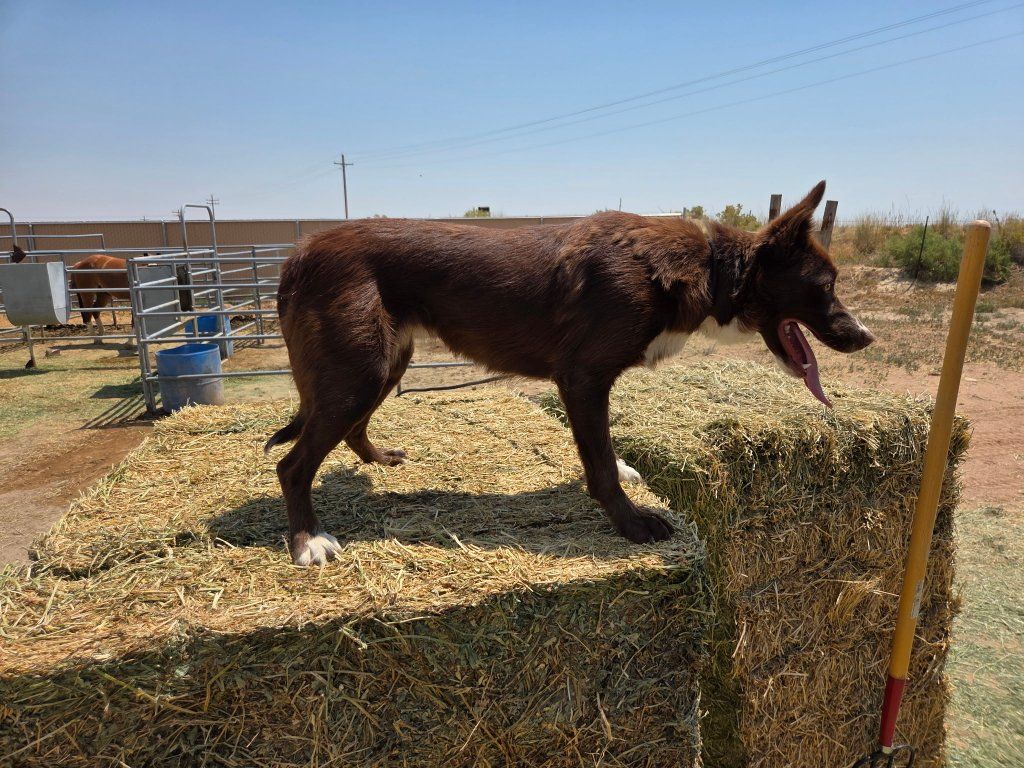 CM TINY PIE Female Border Collie - 1 year old