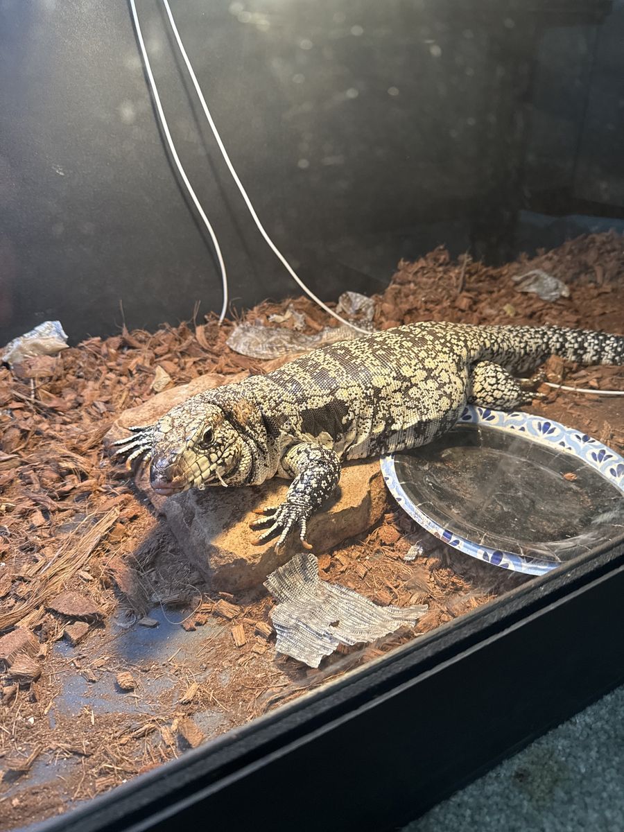Female black and white tegu
