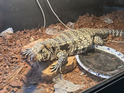 Female black and white tegu