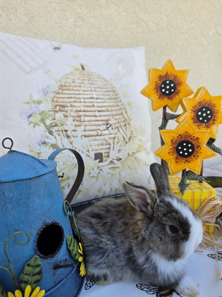 Chestnut VM Holland Lop Buck