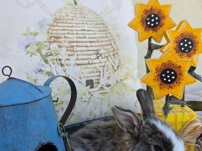 Chestnut VM Holland Lop Buck