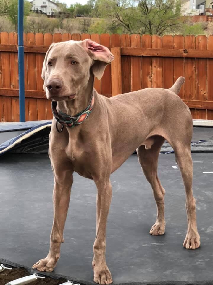 Weimaraner