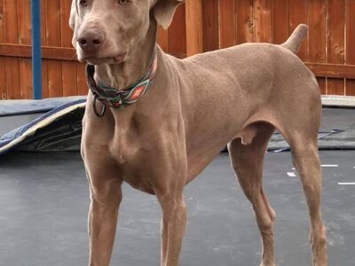 Weimaraner