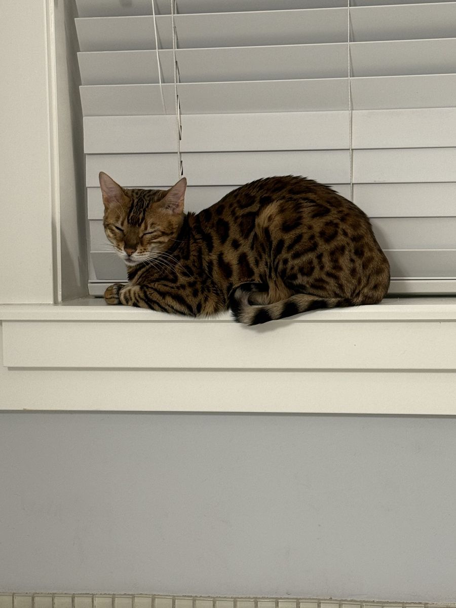 Bengal Cat