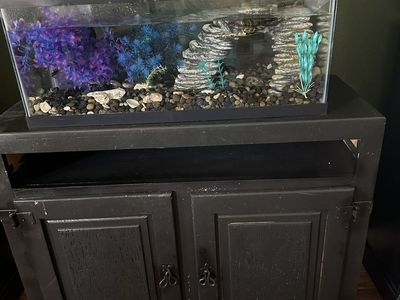 Red-Eared Slider Turtle with Aquarium, Basking Platform, and Decorations