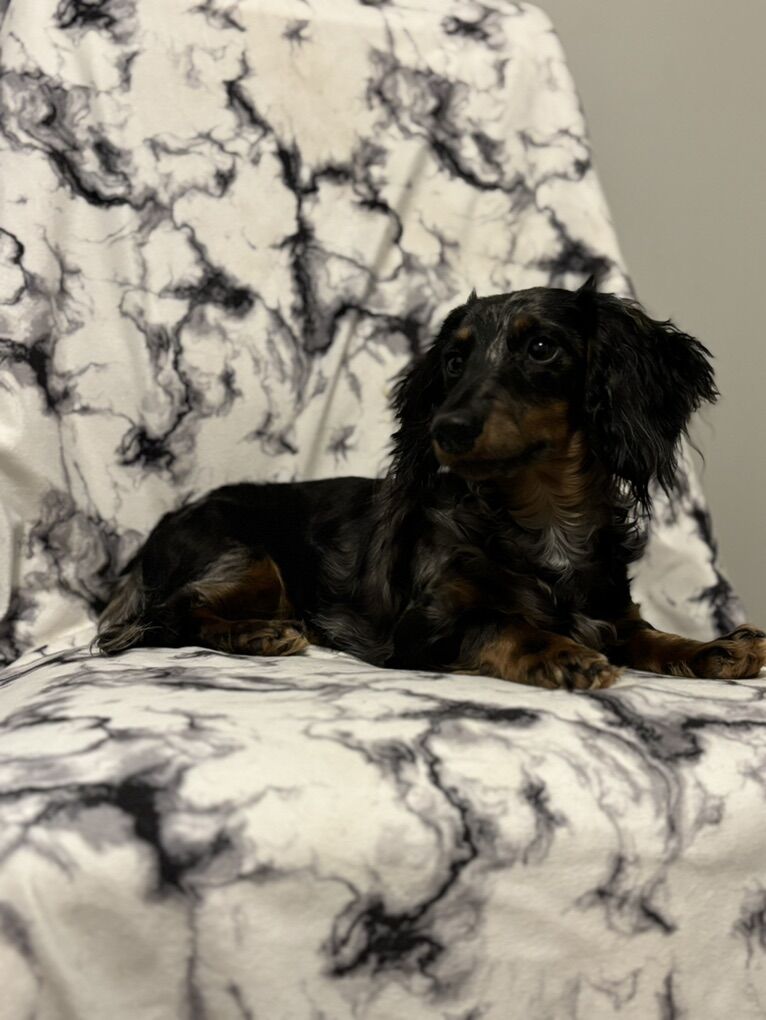 Mini Long Haired Dachshund Stud