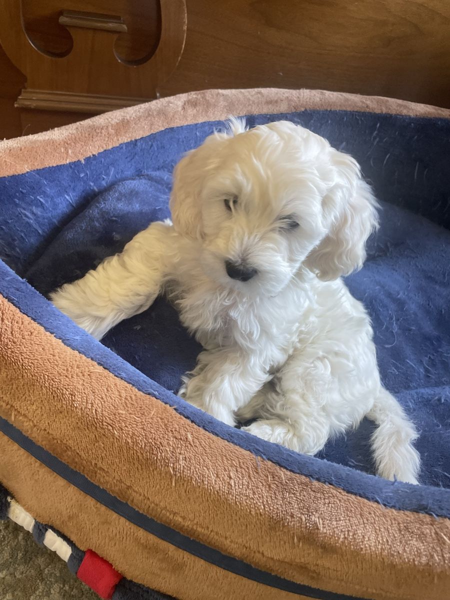 poodle puppy 