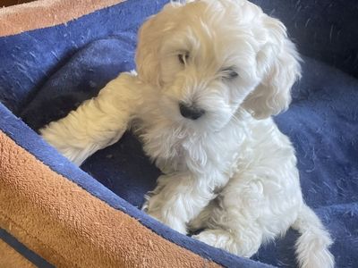 poodle puppy