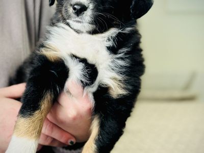 Mini Aussie Bernedoodle Puppy
