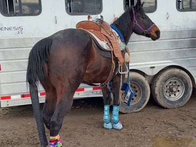 AQHA winning Mare Barrel & Pole Sale/Part trade