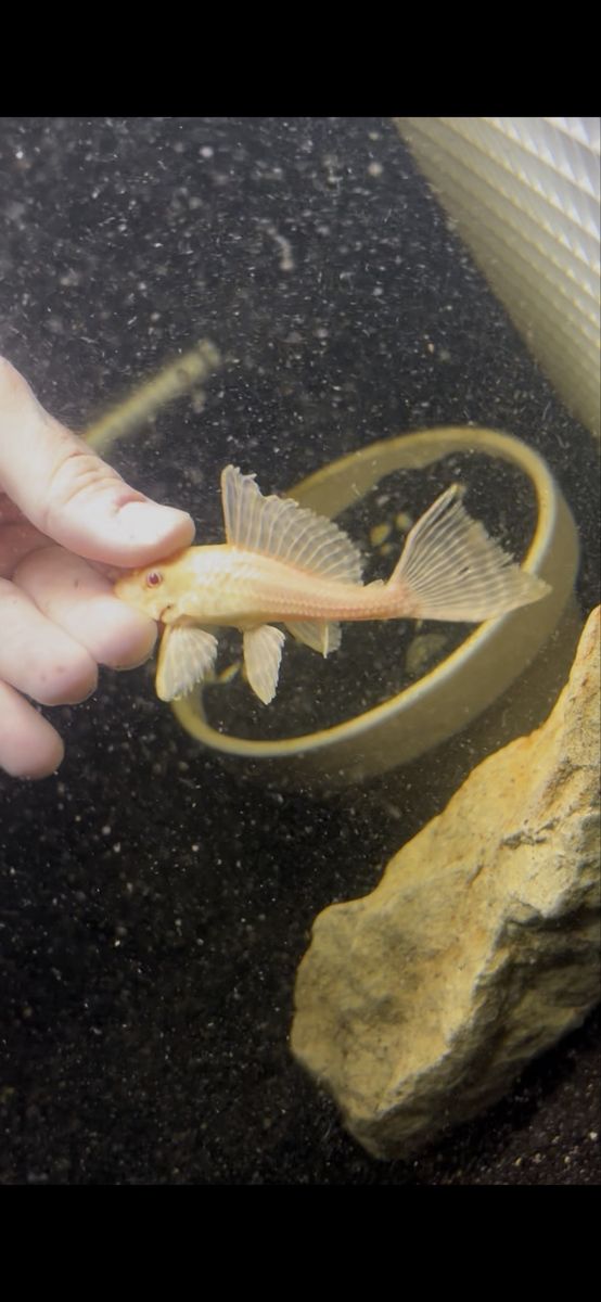 albino leopard pleco 