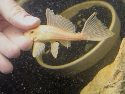 albino leopard pleco