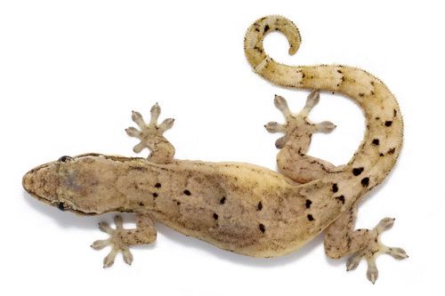 Mourning Geckos