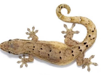 Mourning Geckos