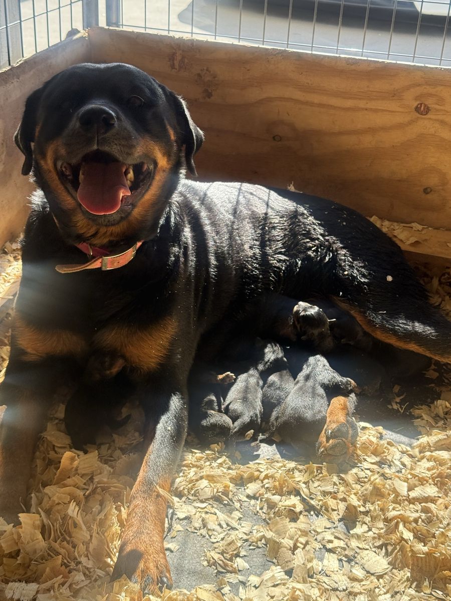 AKC GERMAN ROTTWEILERS