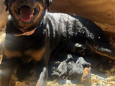 AKC GERMAN ROTTWEILERS
