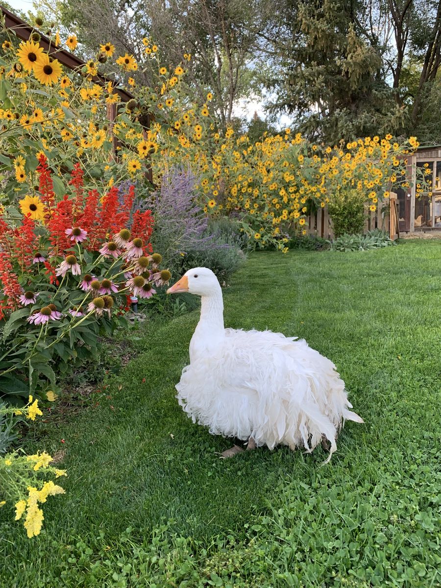 1.5 year-old Sebastopol Goose (male)