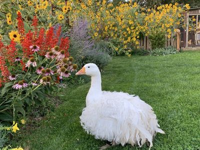 1.5 year-old Sebastopol Goose (male)