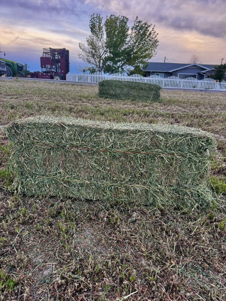 Alfalfa Small Bales