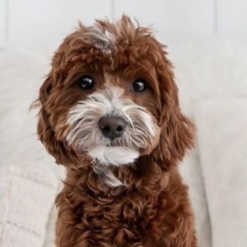 8 lb tuxedo Goldendoodle stud NO parti gene