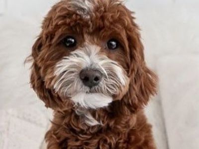 8 lb tuxedo Goldendoodle stud NO parti gene
