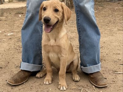 AKC Yellow Lab Puppies