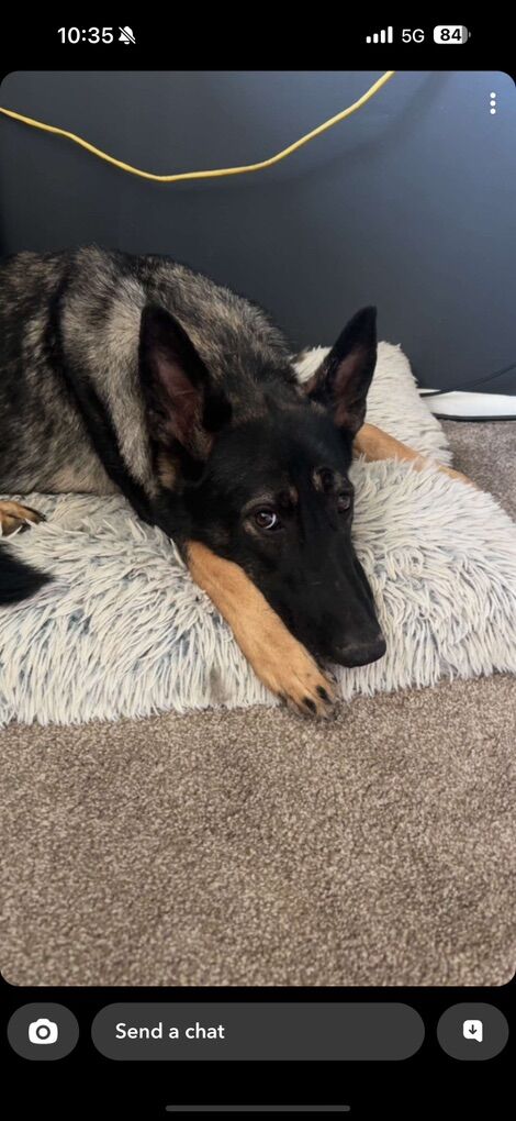 Looking For GSD Stud