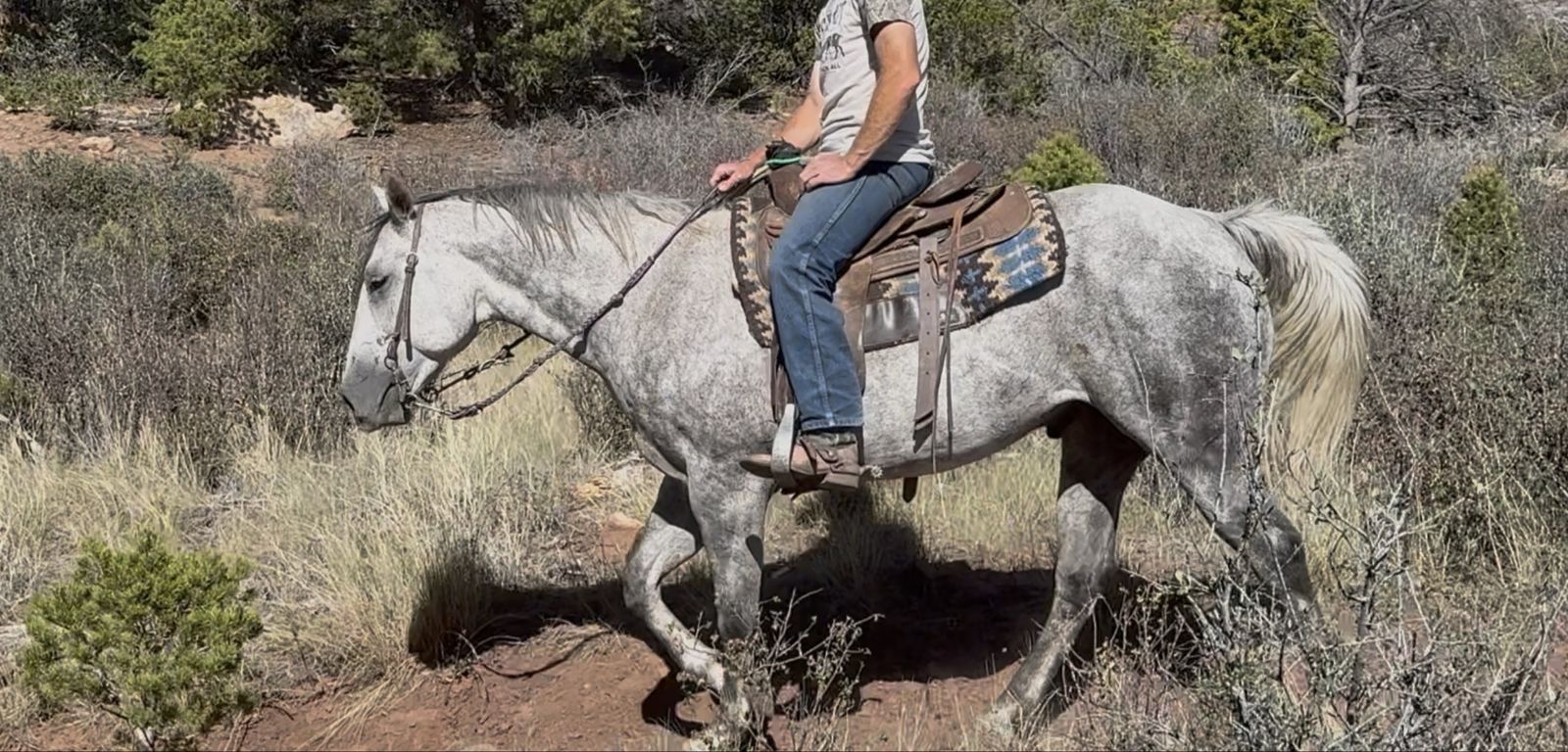 Real cool grey 5 yr old gelding!
