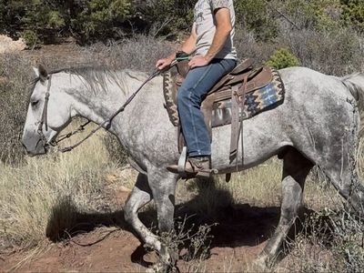 Real cool grey 5 yr old gelding!