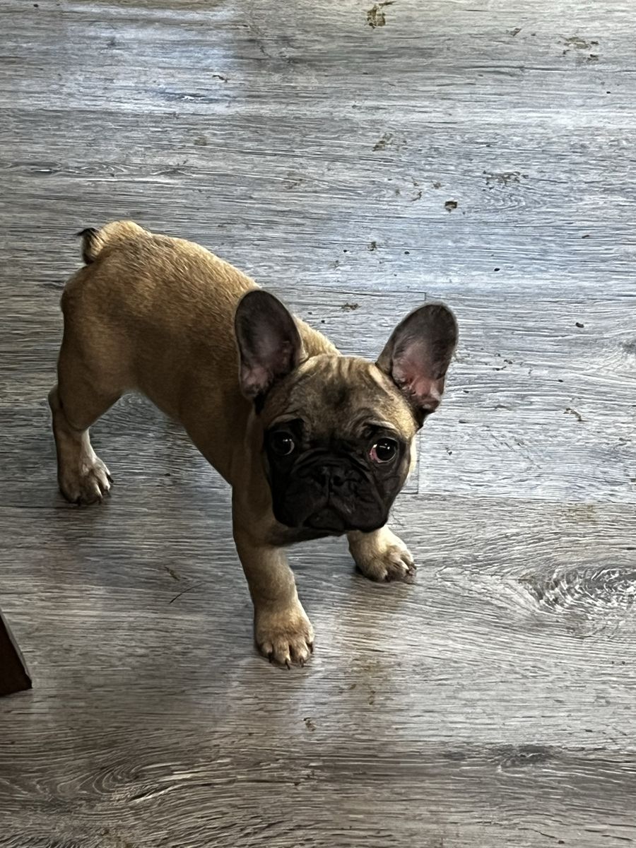 AKC FRENCH BULLDOG FEMALE