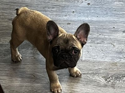 AKC FRENCH BULLDOG FEMALE