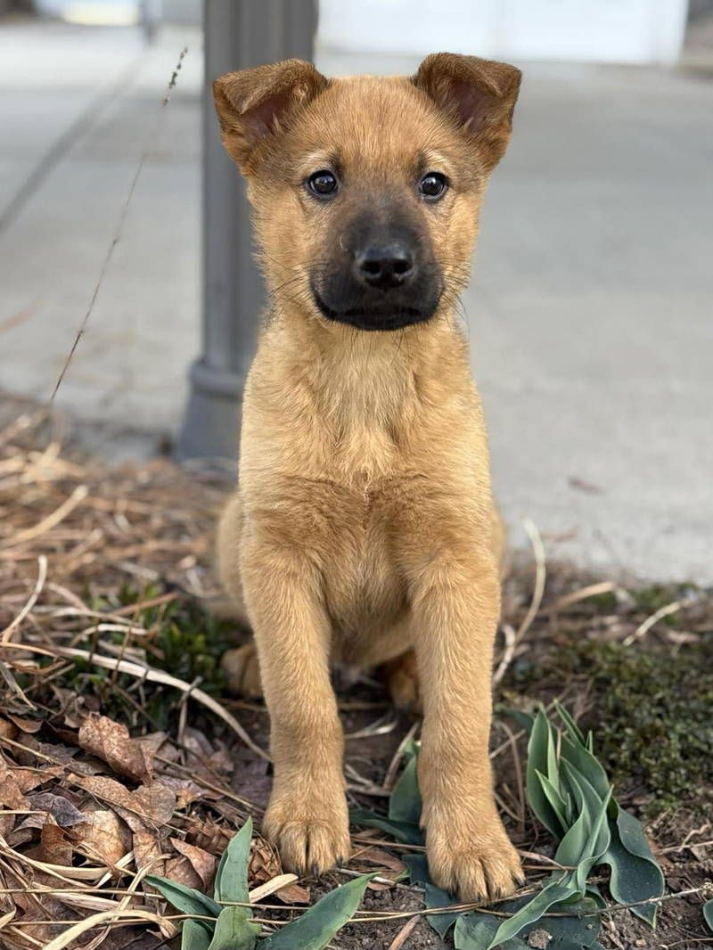 German Shepherd/Australian Cattle Dog Mix Puppy