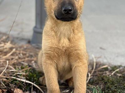German Shepherd/Australian Cattle Dog Mix Puppy