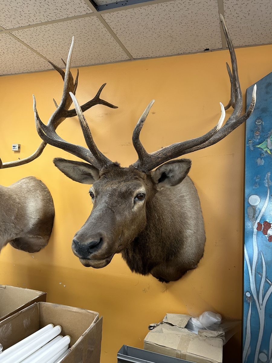Elk Antlers Trophy Mount Taxidermy