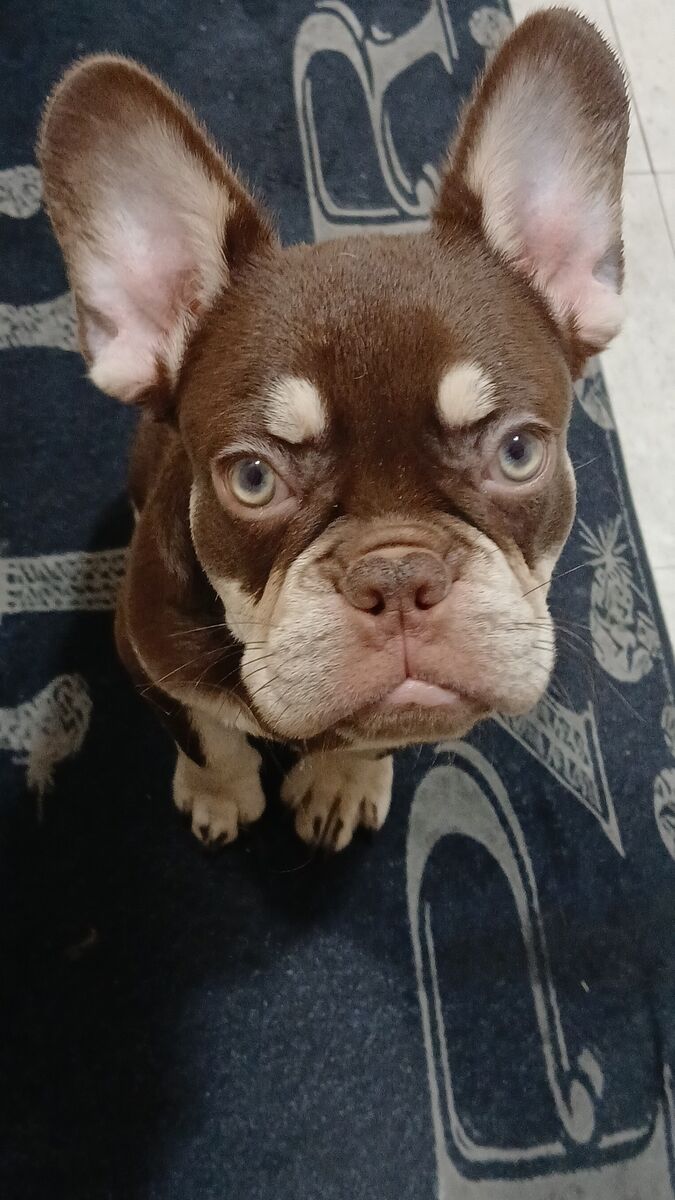 Rare Rojo and Tan French Bulldog