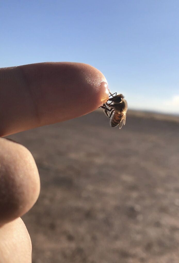 **2026 Honey Bee Nucs**