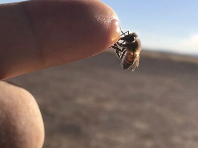 **2026 Honey Bee Nucs**