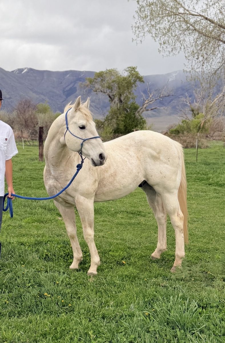 AQHA/APHA SMOKEN STREAK