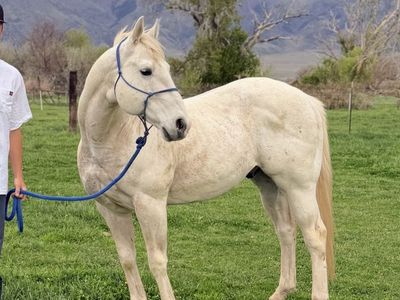 AQHA/APHA SMOKEN STREAK