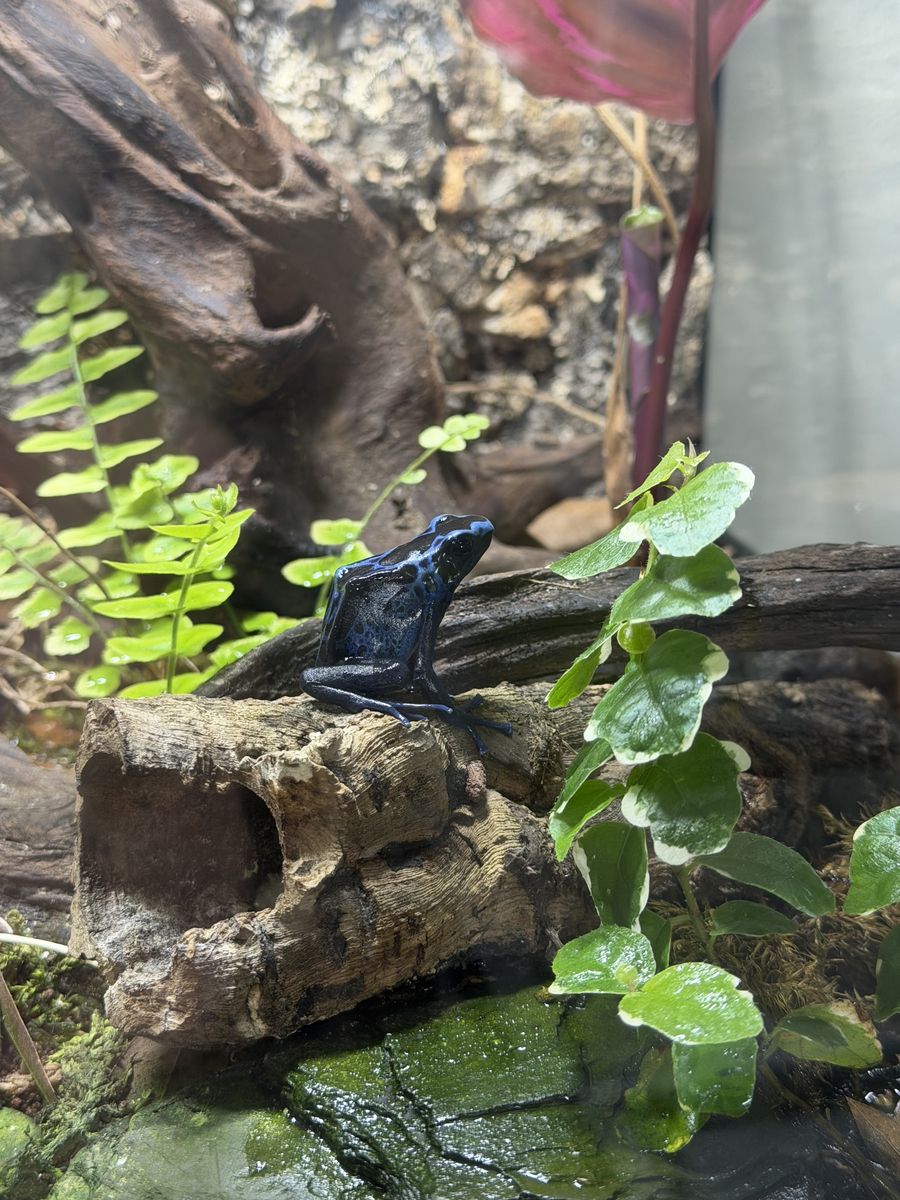 Bioactive -fully equipped- dart frog set up