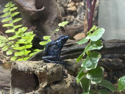 Bioactive -fully equipped- dart frog set up