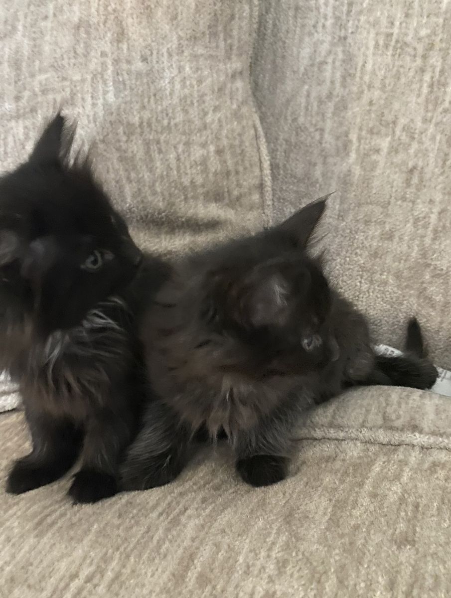 Two Fluffy Black Male Kittens - Playful and Loving