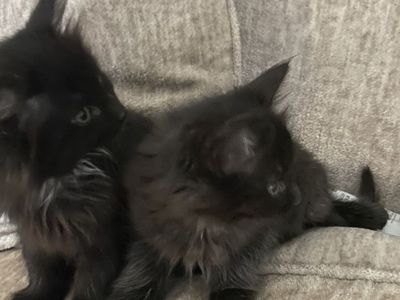 Two Fluffy Black Male Kittens - Playful and Loving
