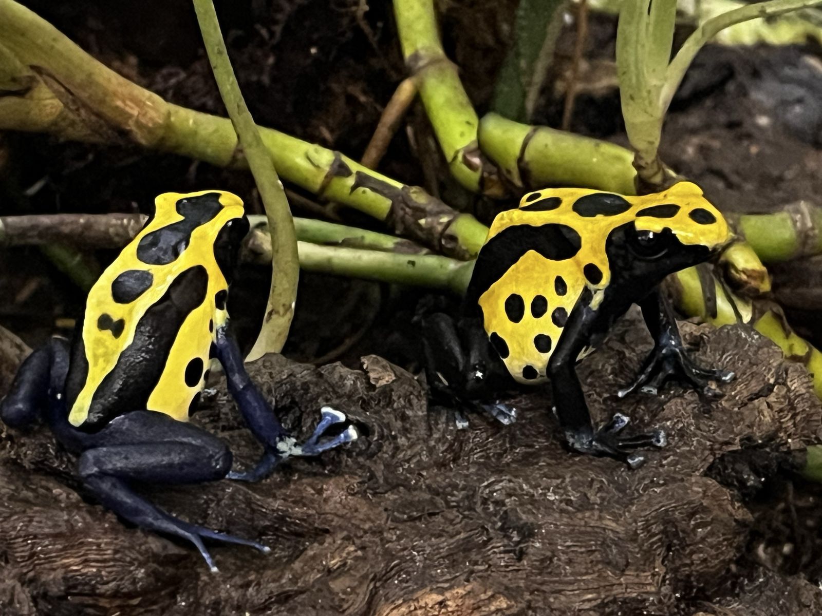 Dendrobates tinctorius Citronella