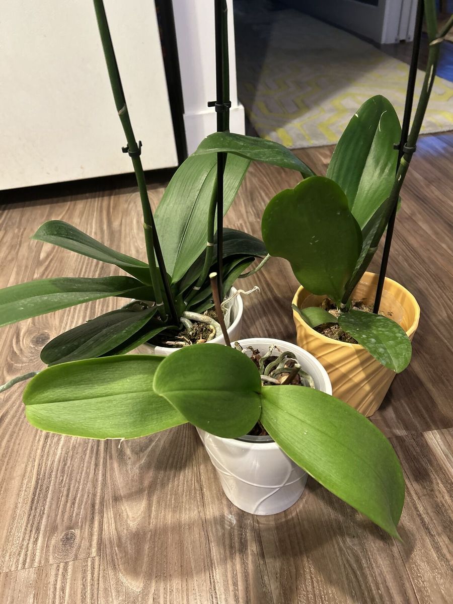 Phalaenopsis Orchids – Healthy & Ready to Rebloom