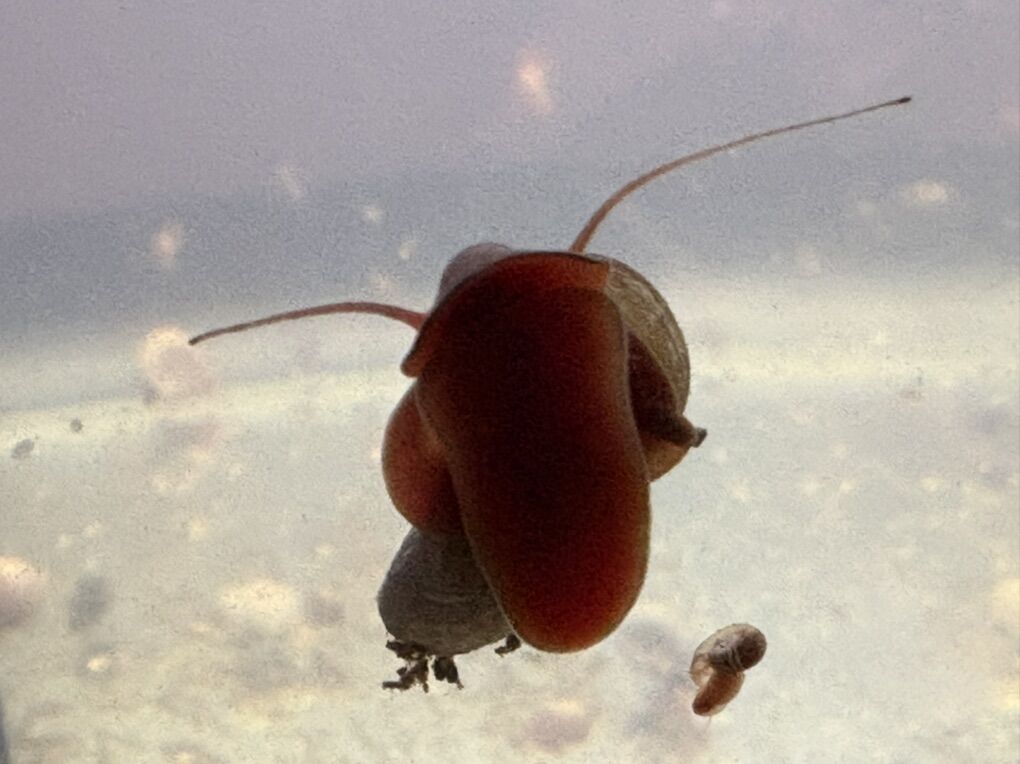 Ramshorn Snails-Assorted Colors!