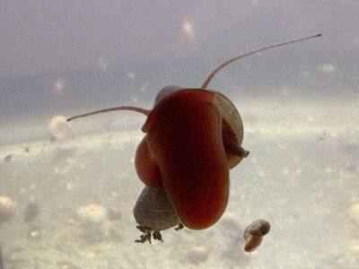 Ramshorn Snails-Assorted Colors!