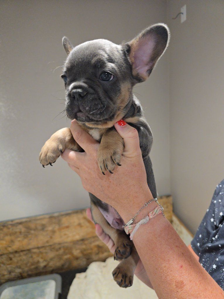 Adorable French Bulldog Puppy - Blue and Tan,